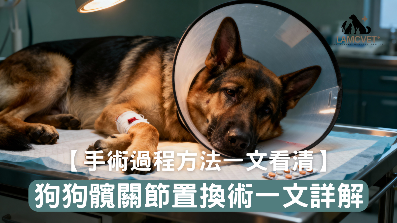 狗狗全髖關節置換術手術過程方法詳解